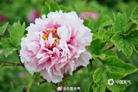 今年的牡丹花王长这样