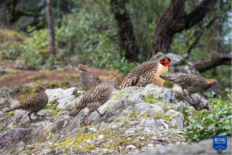 李现带来“观鸟热”,北京的生态含金量还在上升! 李现带来“观鸟热”,北京的生态含金量还在上升!
