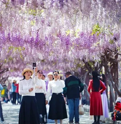 满屏浪漫！镇江这条紫藤长廊彻底火了！