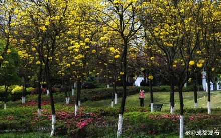 黄花风铃木盛开宛若金色海洋