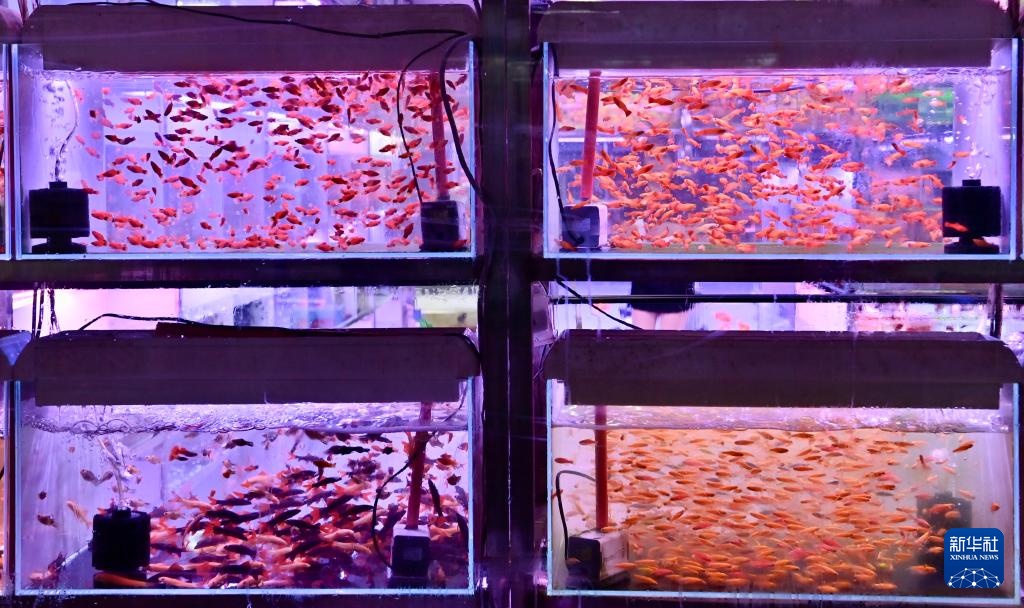 辽宁鞍山：打造观赏鱼产业集散地