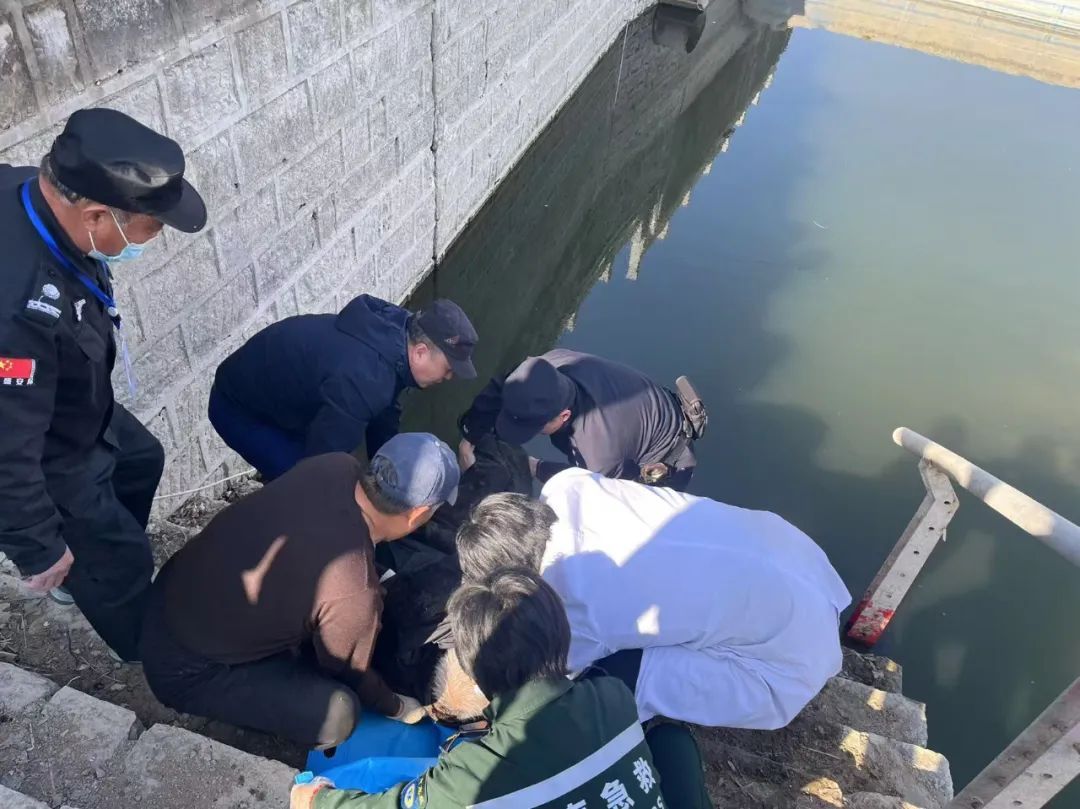 惊魂一刻！济南一老者晨练落水，幸亏......