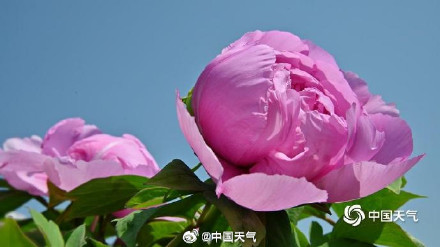 今年的牡丹花王长这样