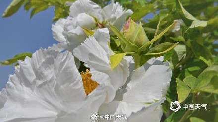 今年的牡丹花王长这样