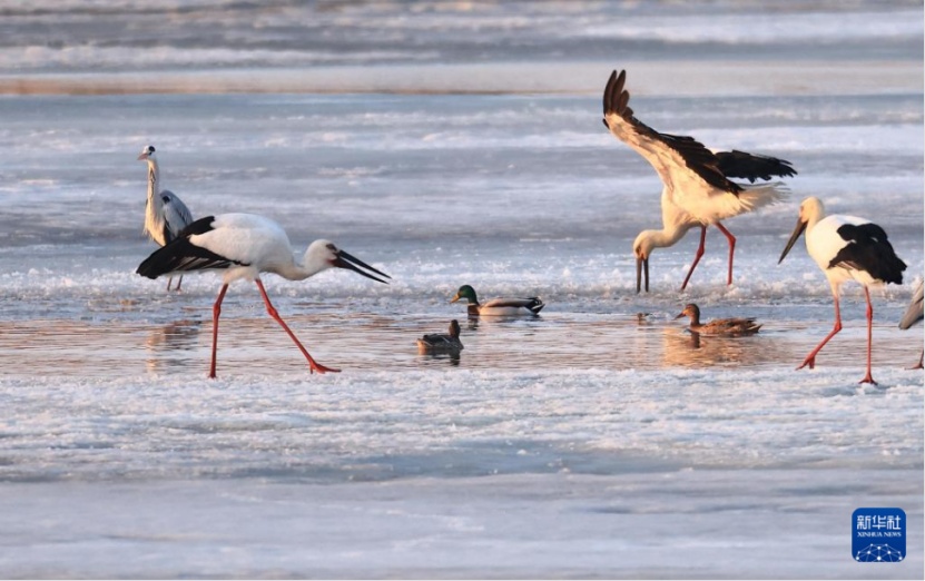 李现带来“观鸟热”,北京的生态含金量还在上升! 李现带来“观鸟热”,北京的生态含金量还在上升!