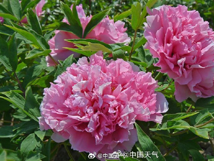 今年的牡丹花王长这样