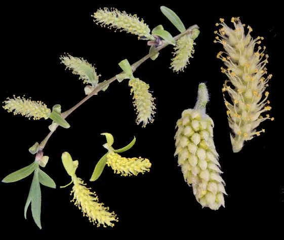 杨柳絮来袭!飞絮为何只在春天? 杨柳絮来袭!飞絮为何只在春天?