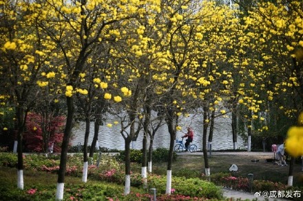 黄花风铃木盛开宛若金色海洋