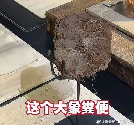 上海3888元尝大象粪便餐厅被立案调查