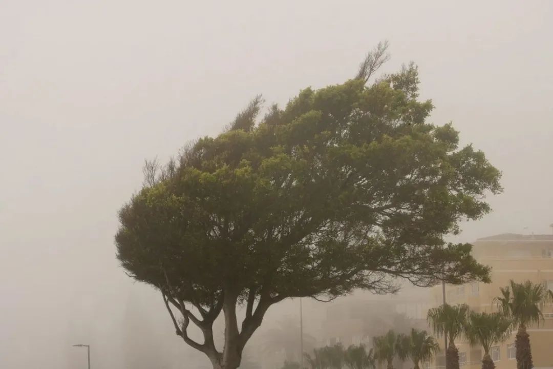 景区关闭、活动延期、必要时停课！河南多地全力应对大风天气