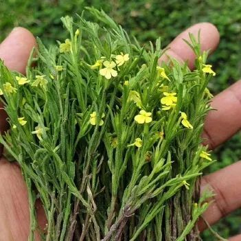 孕妇瞒着家人拔“坟头草”煮水喝，母子命悬一线！眼球也变金黄色……医生提醒