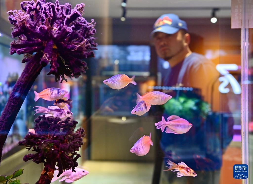 辽宁鞍山：打造观赏鱼产业集散地