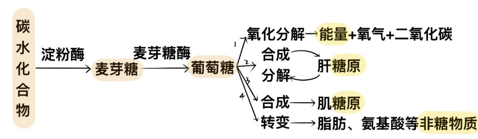 真的有“易胖、易瘦体质”吗?一块饼干就能自测? 真的有“易胖、易瘦体质”吗?一块饼干就能自测?