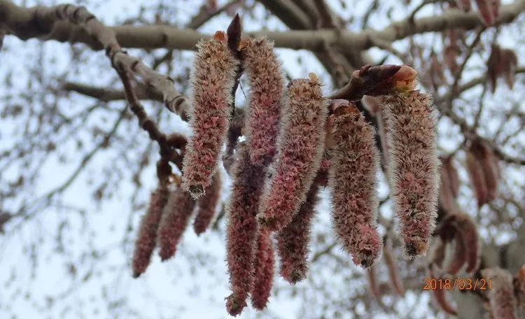 杨柳絮来袭!飞絮为何只在春天? 杨柳絮来袭!飞絮为何只在春天?