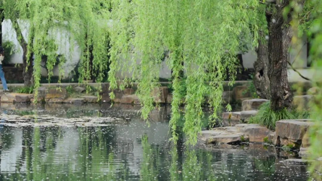 杨柳絮来袭!飞絮为何只在春天? 杨柳絮来袭!飞絮为何只在春天?