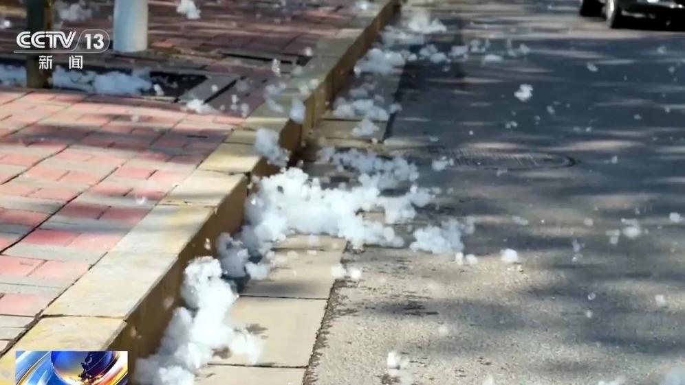 杨柳絮来袭!飞絮为何只在春天? 杨柳絮来袭!飞絮为何只在春天?