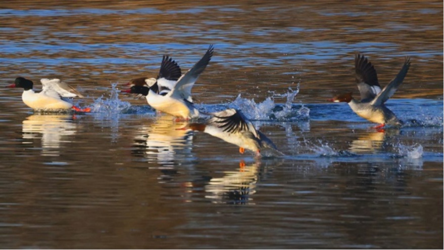李现带来“观鸟热”,北京的生态含金量还在上升! 李现带来“观鸟热”,北京的生态含金量还在上升!