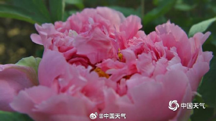 今年的牡丹花王长这样
