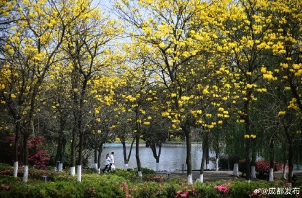 黄花风铃木盛开宛若金色海洋