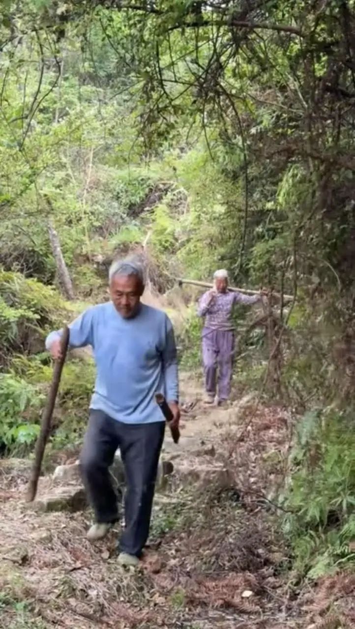 孙子爱吃竹笋，85岁爷爷奶奶清晨进山去挖：不只是笋，是沉甸甸的爱