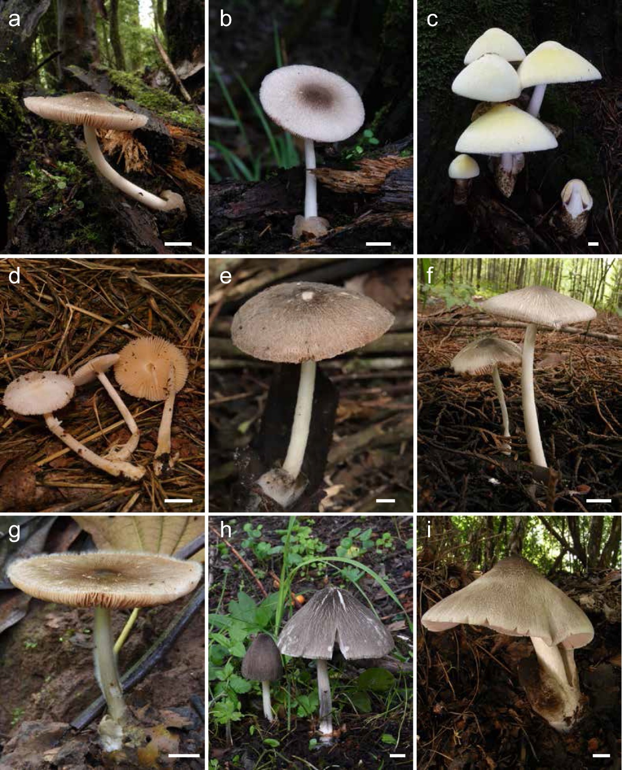 高黎贡山发现大型真菌新物种