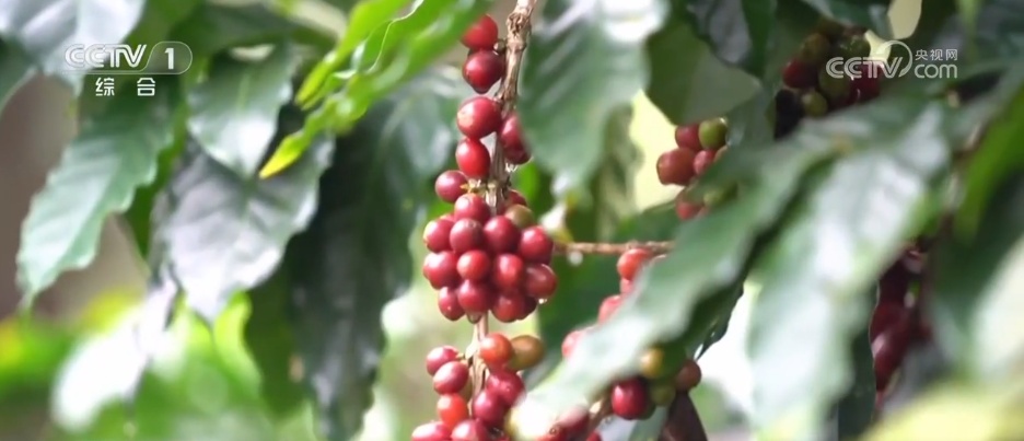 从“小粒”变“大咖” 看一杯咖啡里升腾的经济新活力 从“小粒”变“大咖” 看一杯咖啡里升腾的经济新活力
