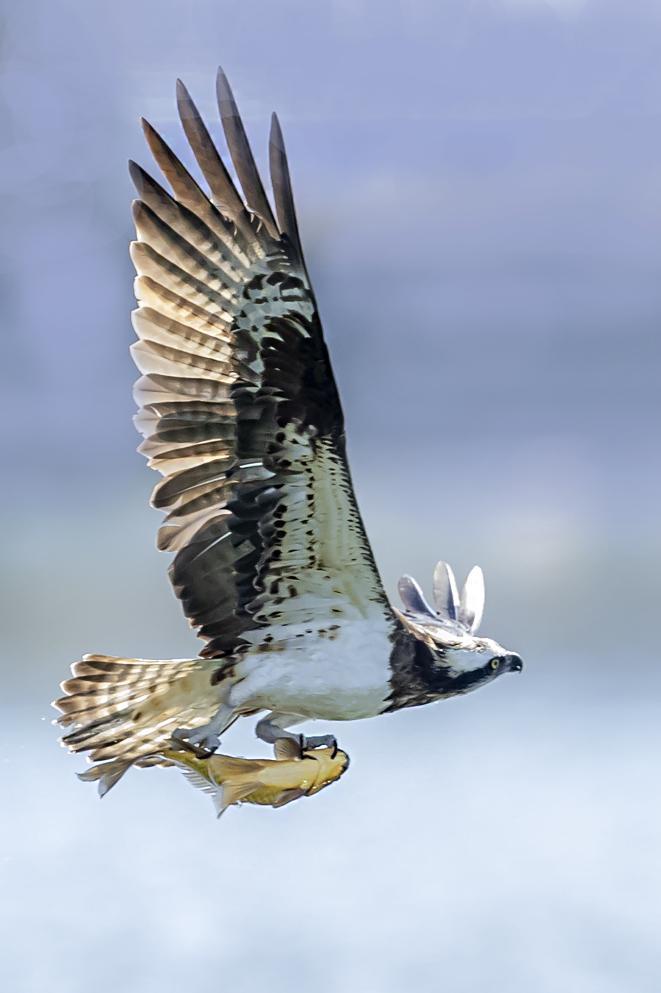 国家二级保护动物鹗在莲花池畔上演 “捕鱼大片”