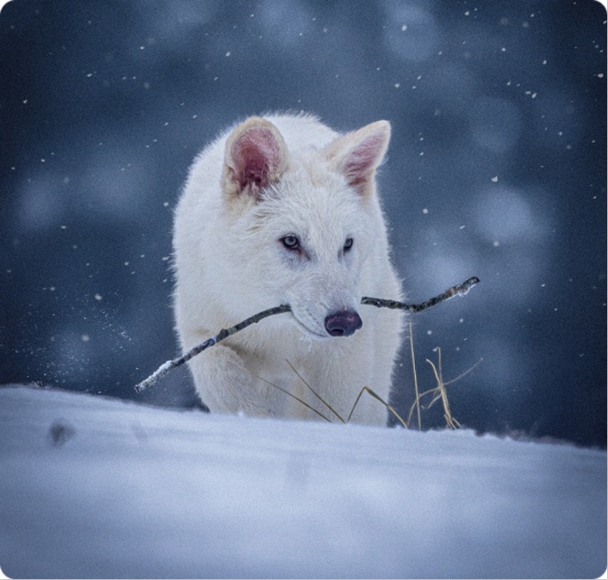 《权游》冰原狼原型恐狼被复活：已经灭绝1.2万年