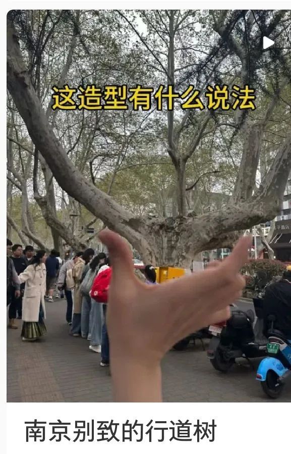 “南京为什么有这么多大弹弓？”