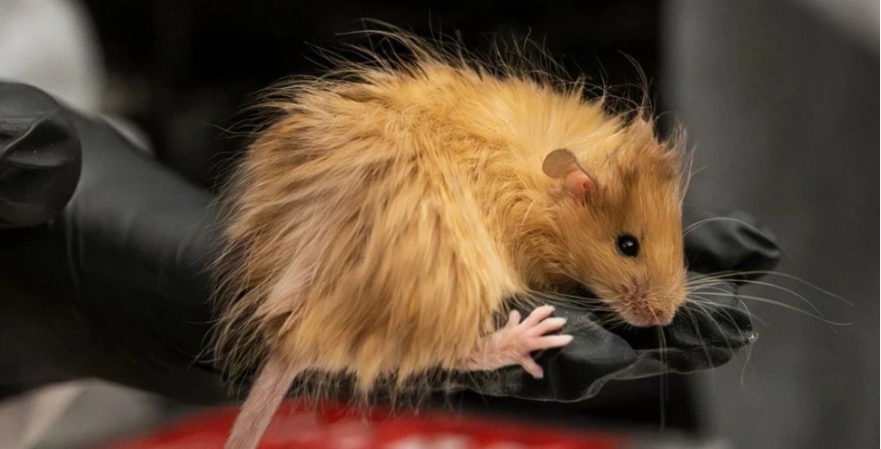 《权游》冰原狼原型恐狼被复活：已经灭绝1.2万年