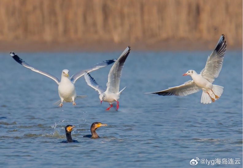 李现带来“观鸟热”,北京的生态含金量还在上升! 李现带来“观鸟热”,北京的生态含金量还在上升!