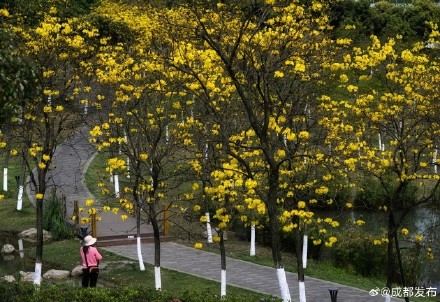 黄花风铃木盛开宛若金色海洋