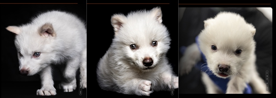 《权游》冰原狼原型恐狼被复活：已经灭绝1.2万年