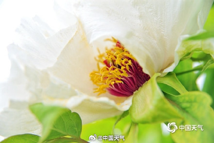 今年的牡丹花王长这样