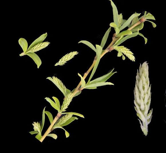 杨柳絮来袭!飞絮为何只在春天? 杨柳絮来袭!飞絮为何只在春天?