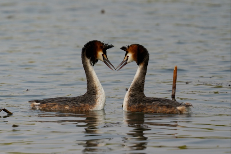 李现带来“观鸟热”,北京的生态含金量还在上升! 李现带来“观鸟热”,北京的生态含金量还在上升!