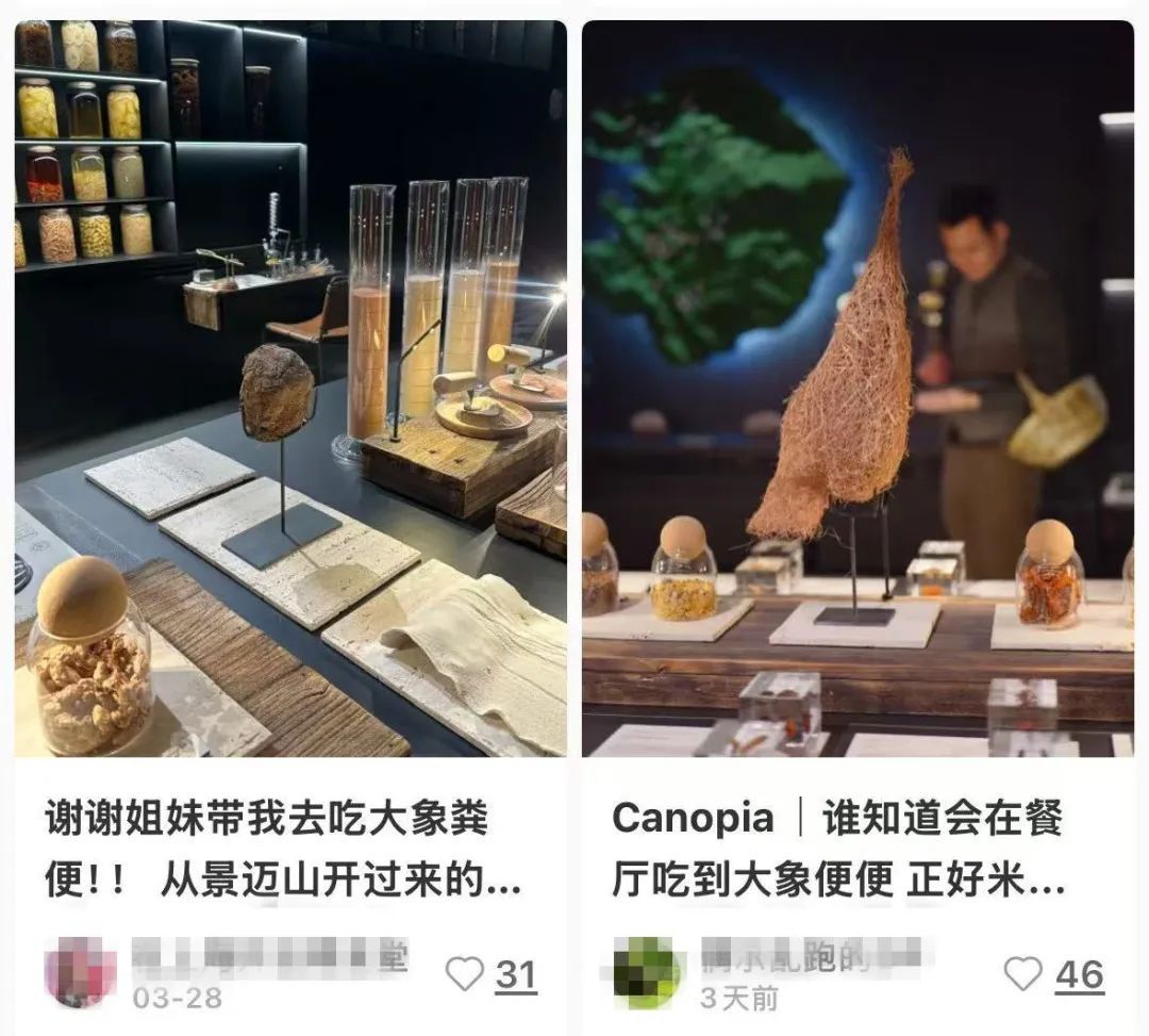 人均3888元的餐厅：吃盆栽叶子和大象粪便做的甜品？