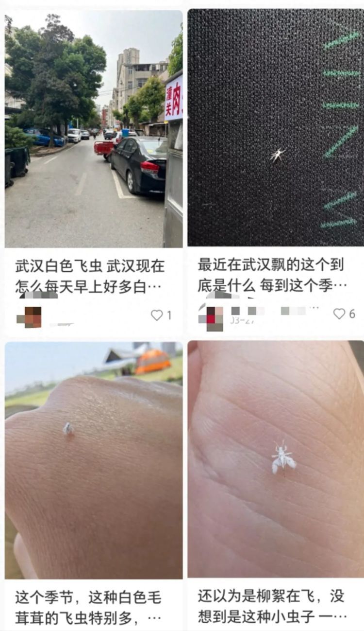 街头现密密麻麻“柳絮”状飞虫引不适，专家：对人体无害，不必惊慌
