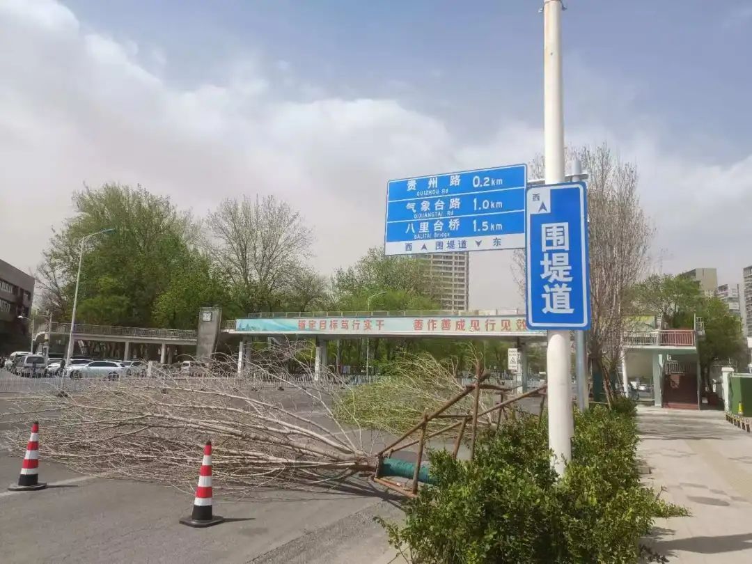 14级风！突破历史同期极值！天津市区多处树木被吹倒！