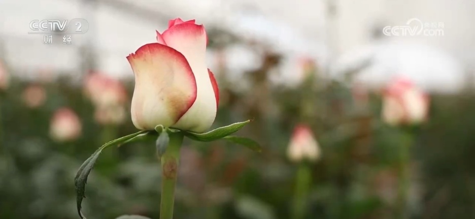 串联电商、直播、物流……小花朵撬动大市场 “美丽经济”激发消费新动能 串联电商、直播、物流……小花朵撬动大市场 “美丽经济”激发消费新动能