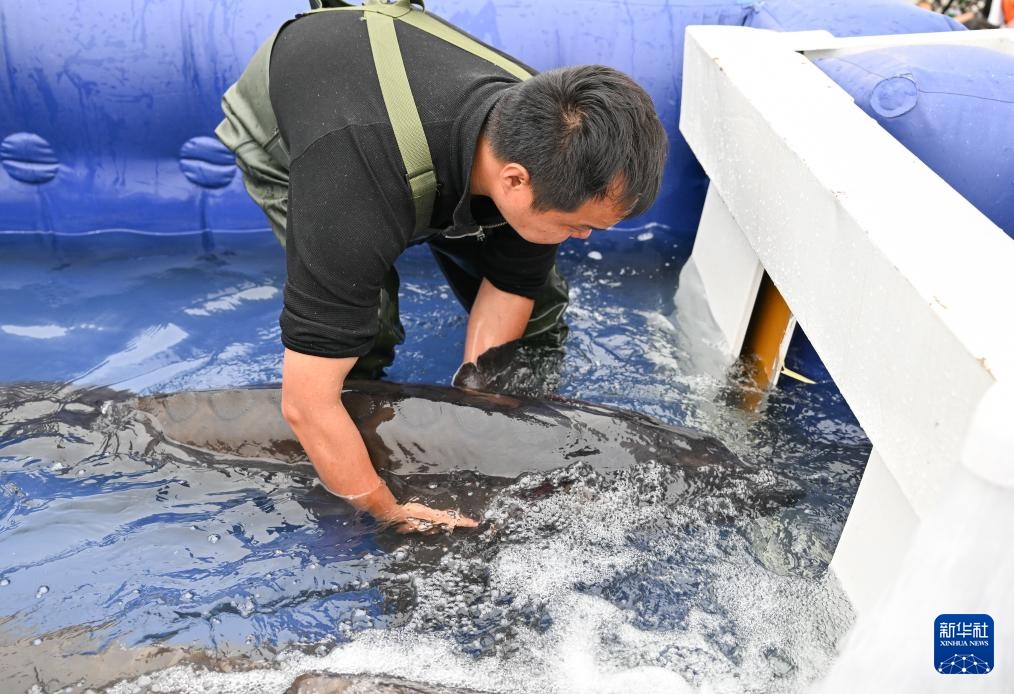 新华全媒+丨超2万尾中华鲟子二代放归长江