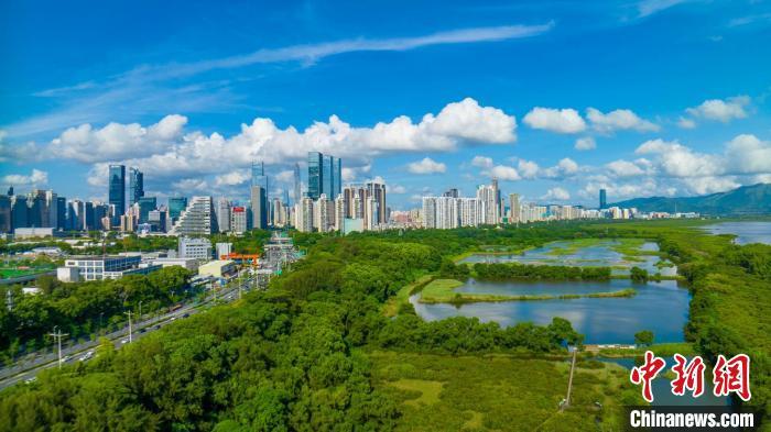 珍稀鸟类成“常客” 广东红树林面积提升至1.14万公顷 珍稀鸟类成“常客” 广东红树林面积提升至1.14万公顷