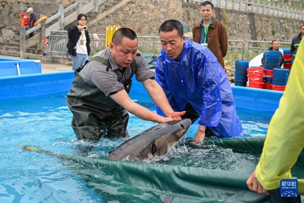 新华全媒+丨超2万尾中华鲟子二代放归长江