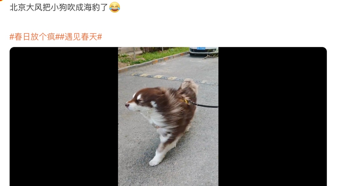 小狗吹成海豹！大风天刷屏，这名大二学生提前预测到了……