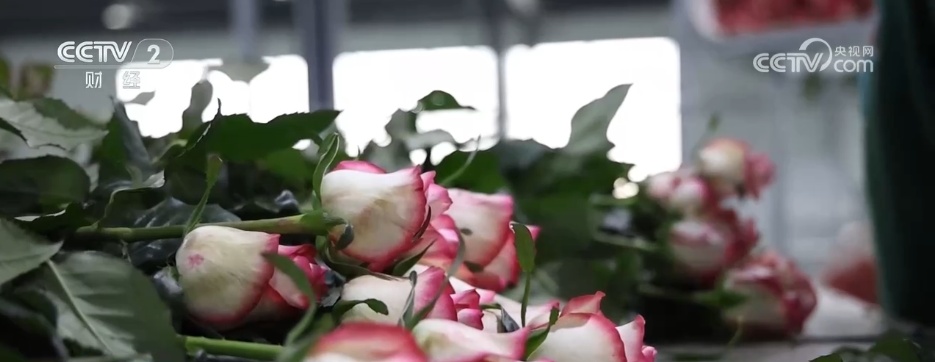 串联电商、直播、物流……小花朵撬动大市场 “美丽经济”激发消费新动能 串联电商、直播、物流……小花朵撬动大市场 “美丽经济”激发消费新动能