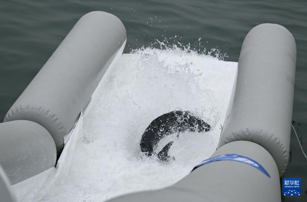 新华全媒+丨超2万尾中华鲟子二代放归长江