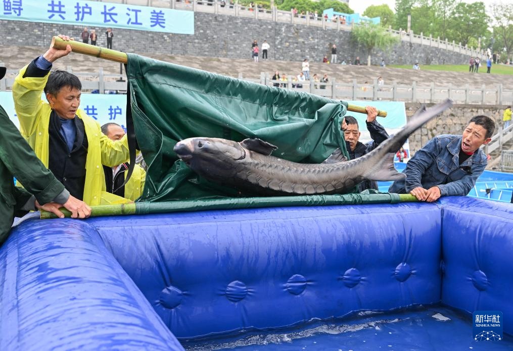 新华全媒+丨超2万尾中华鲟子二代放归长江
