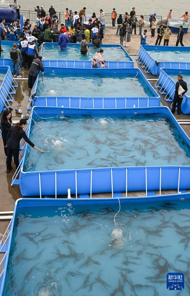 新华全媒+丨超2万尾中华鲟子二代放归长江