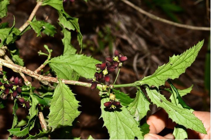 我国科研人员发现新物种“成都卫矛” 我国科研人员发现新物种“成都卫矛”