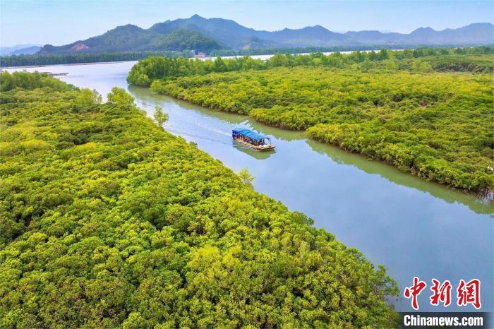 珍稀鸟类成“常客” 广东红树林面积提升至1.14万公顷 珍稀鸟类成“常客” 广东红树林面积提升至1.14万公顷